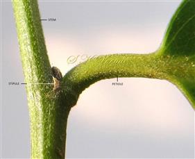  Stipule